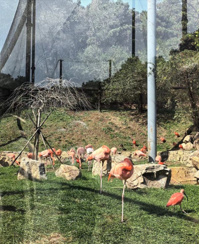 瀋陽森林動物園｜遛娃好去處。