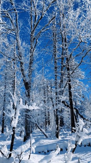 How to Enjoy a Day Trip from Harbin to Yabuli without Joining a Tour Group