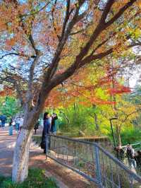 一棵樹帶火了一個公園——西安紡織公園。