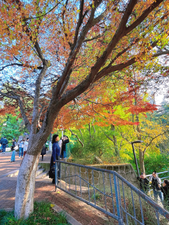 一棵樹帶火了一個公園——西安紡織公園。