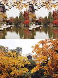 杭州免費4A公園有多牛 紅楓似火，銀杏如海
