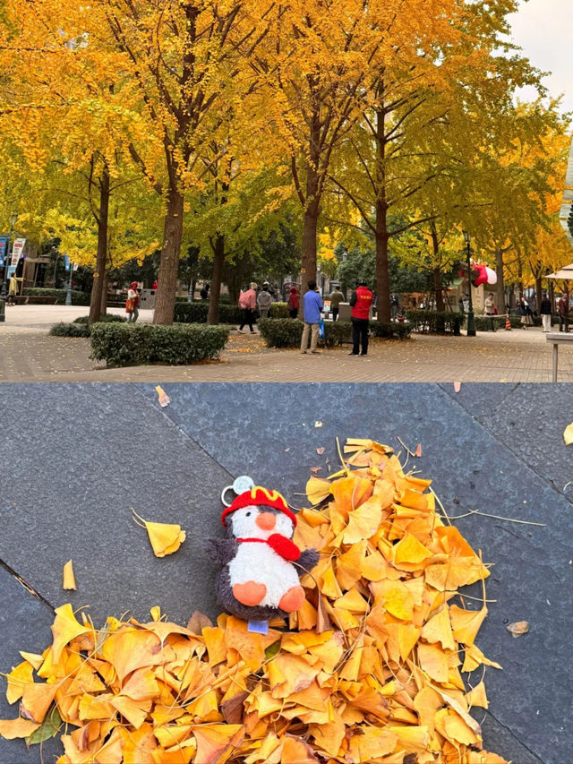 上海|黃金城道已經美得不像樣了~ 上海|黃金城道已經美得不像樣了~