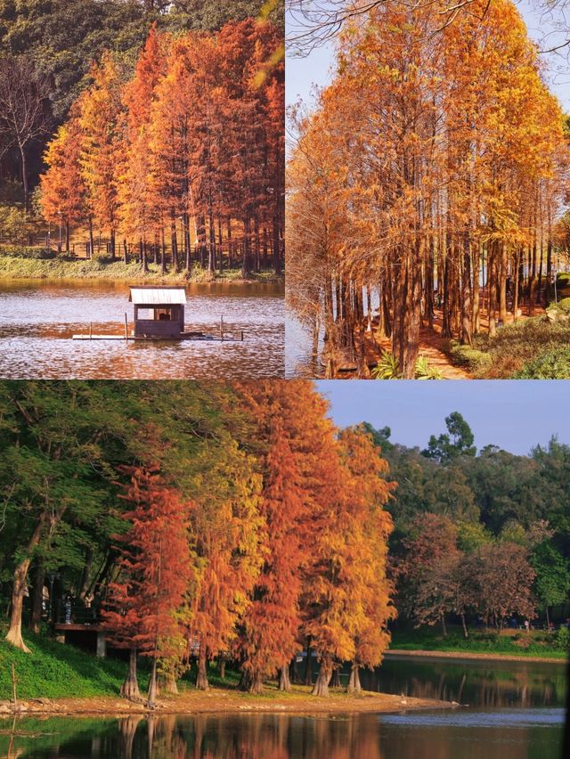 麓湖公園冬天廣州太適合逛公園絕美誰懂