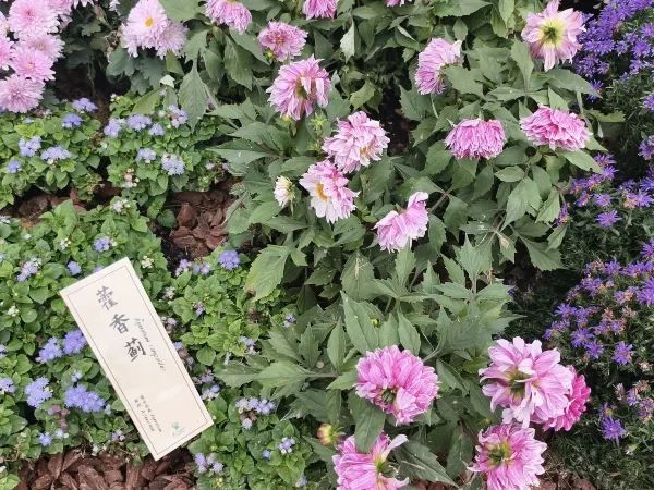 一些真誠的建議｜給去仙湖植物園的姐妹們