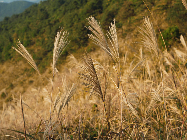 香港秋日限定芒草，東洋山15分鐘登頂！