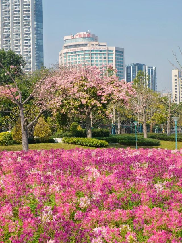 二沙島醉蝶花盛開了