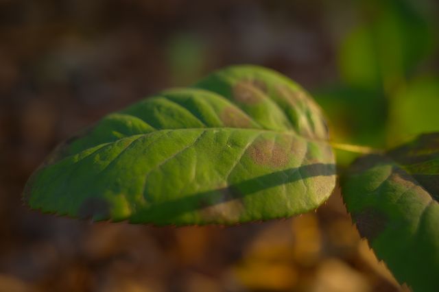 採集自然療癒｜打卡網紅民宿漫居樹隱秘境