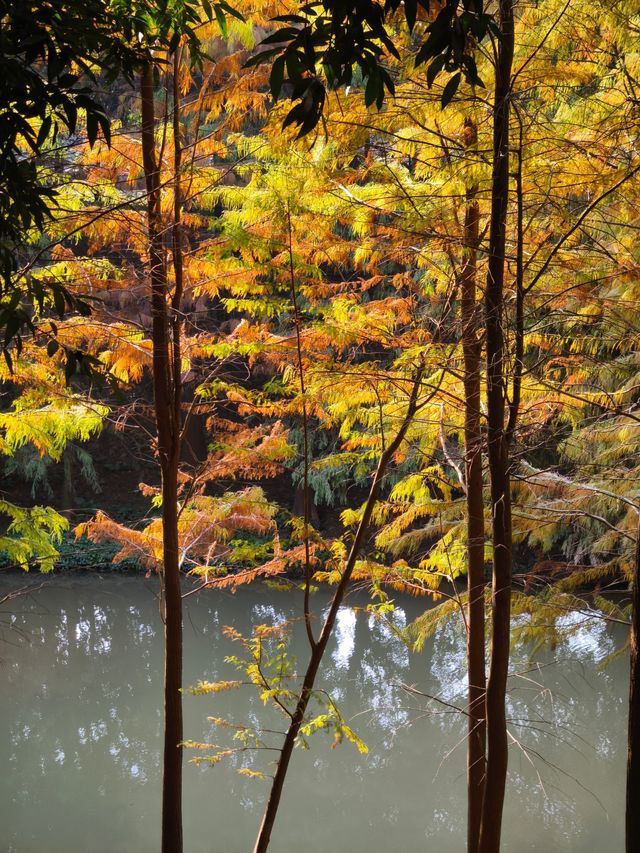 在深圳找到拍照打卡的絕美落羽杉森林 在深圳找到拍照打卡的絕美落羽杉森林