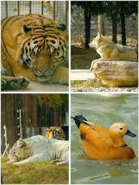 冬季反向遊｜來成都動物園與動物親密互動（附攻略）