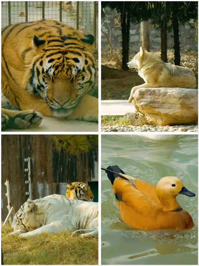 冬季反向遊｜來成都動物園與動物親密互動（附攻略）
