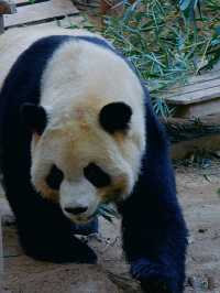 冬季反向遊｜來成都動物園與動物親密互動（附攻略）