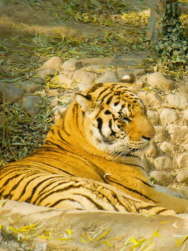 冬季反向遊 | 附平頂山動物園互動遊玩攻略