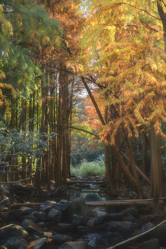 1.3拍｜深圳馬峦山公園落羽杉已到最佳觀賞期