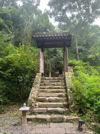 樾和林泉．白玉蘭
