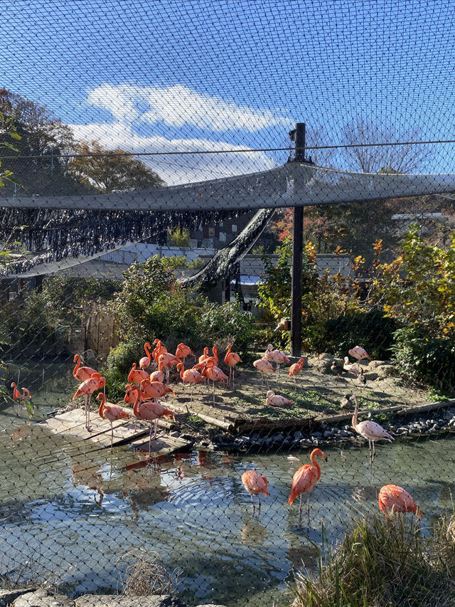 名古屋動物園的冬日暖陽