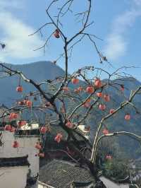 上饶5日探秘 盡享森呼吸