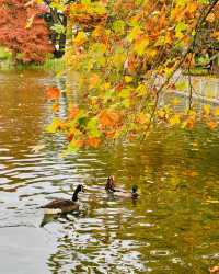 闖進利明頓，邂逅綠地公園的悠閒時光