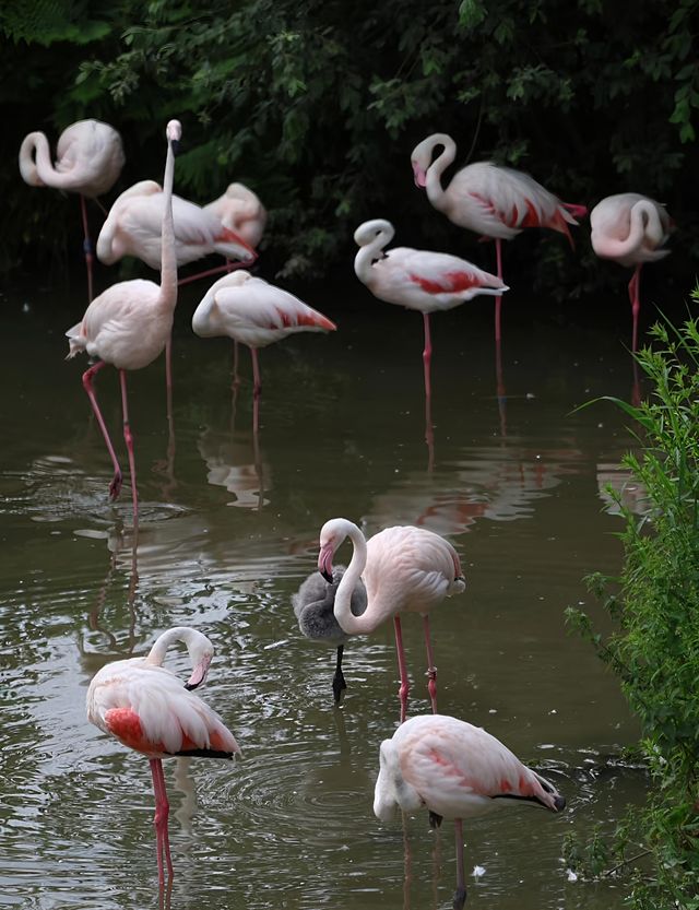 荷蘭蒂爾堡貝克塞·貝爾亨野生園｜動物王國的奇妙之旅