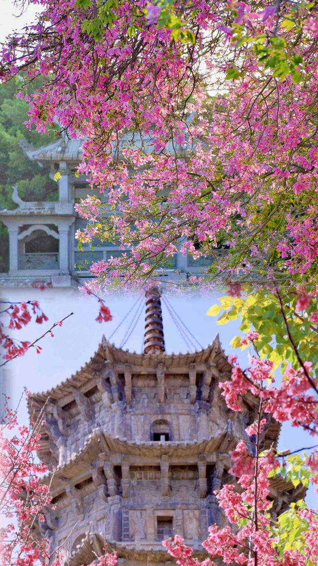 接下來的泉州，是萬萬次的春和景明