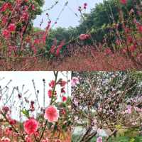 栖心宿·邂逅西樵山「花花」奇緣