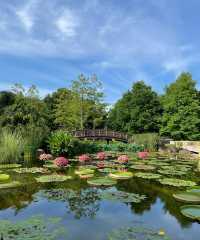 草津市立水生植物公園｜四季畫卷，水生花草繪就的自然詩篇