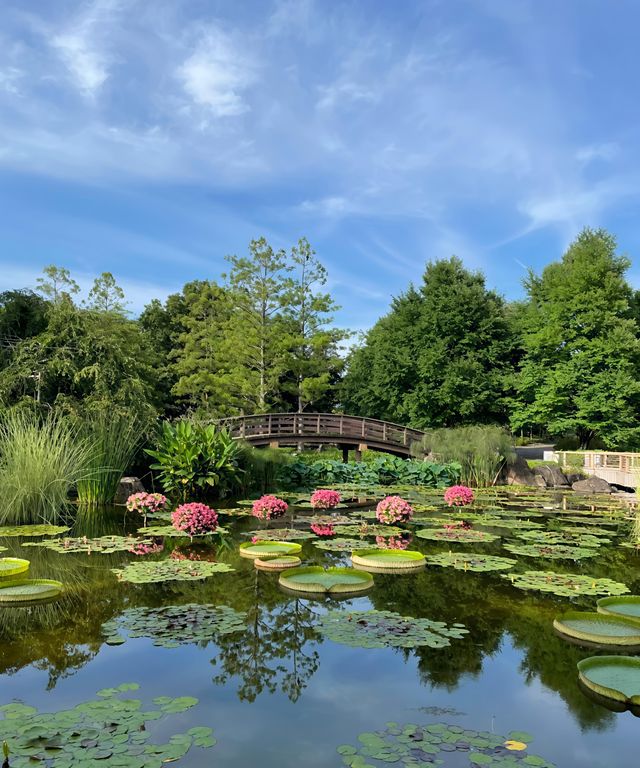 草津市立水生植物公園｜四季畫卷，水生花草繪就的自然詩篇