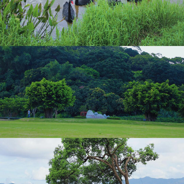 唔使出深圳，就搵到阿勒泰同款治愈綠意🌳 恩上濕地公園正到痹！