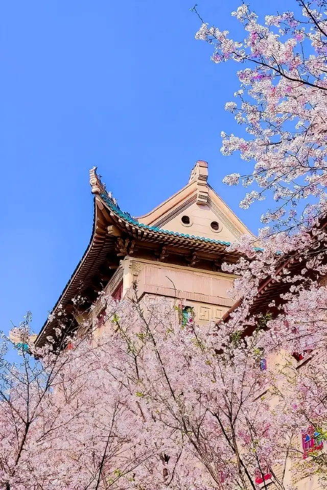 Cherry blossom viewing in Jiangnan (Part 2)