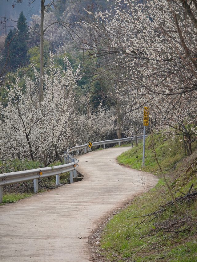 漫山遍野嘅青梅花，小眾遠足路線get