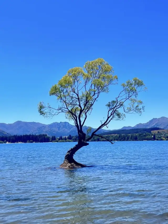 8-Day New Zealand Itinerary: A Super Detailed Guide