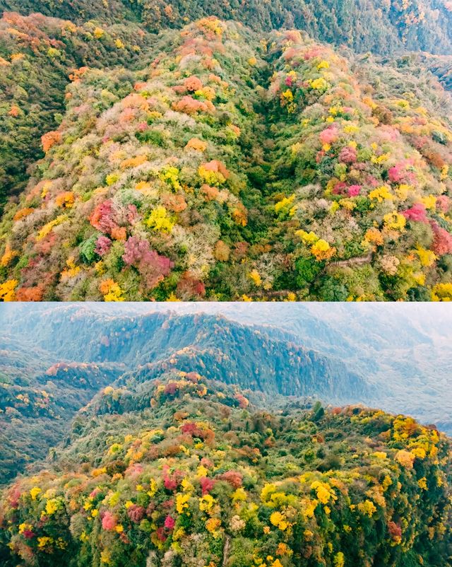 7個成都周邊2小時車程賞秋目的地