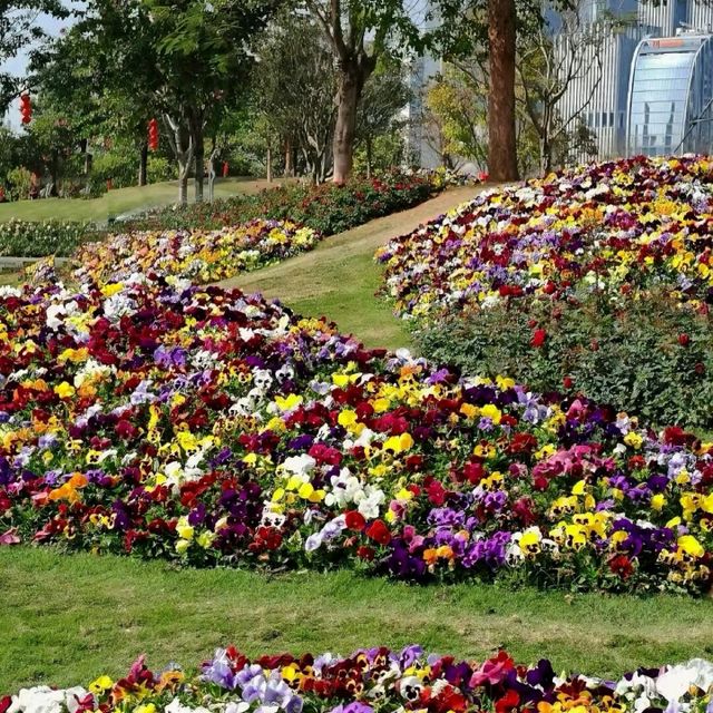 深圳打卡 | 邂逅彩色莫奈花園💐 桂灣公園