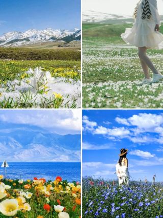 A Comprehensive Guide to Spring and Summer Flower Viewing Spots in Southern and Northern Xinjiang