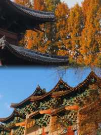 阜陽濕地生態園︱邂逅自然野趣全攻略