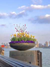 上海楊浦濱江附路線趁花期快來呀