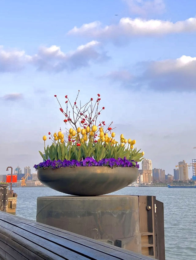 上海楊浦濱江附路線趁花期快來呀