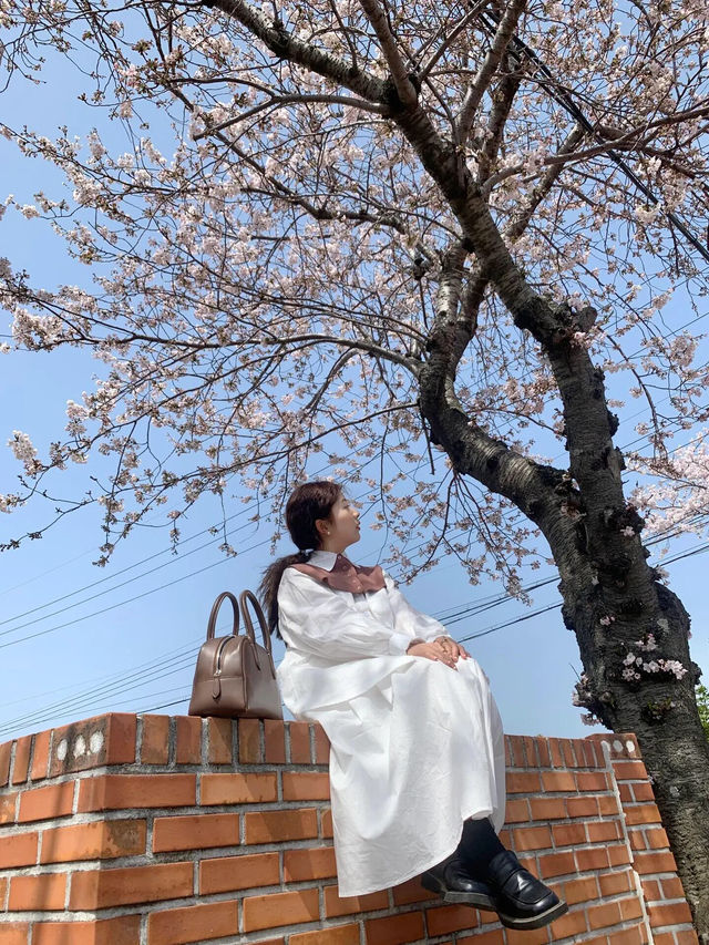濟州島三月的浪漫櫻花🌸 美到令人窒息
