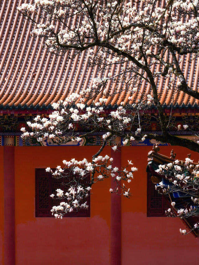 3月6日實拍絕美禪源寺玉蘭花開70%