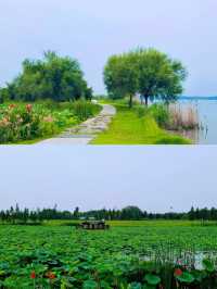解鎖枝江金湖濕地公園，藏在湖北的生態寶藏