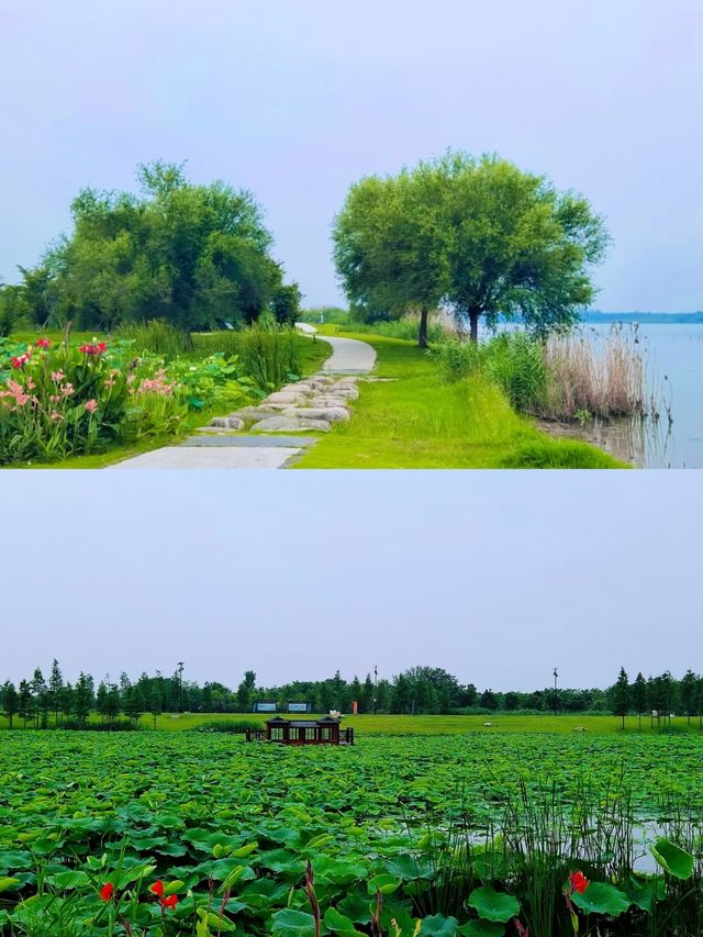 解鎖枝江金湖濕地公園，藏在湖北的生態寶藏