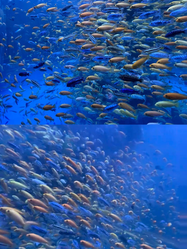 為了這張照片來了一次德州海洋館...