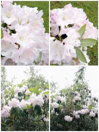 百里杜鵑百花齊放等你來觀賞拍照哦