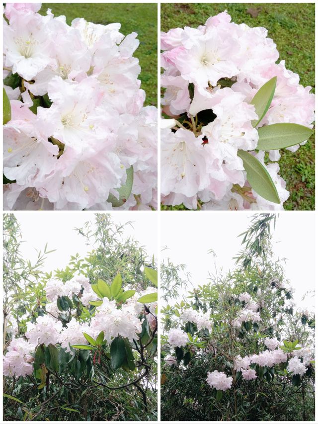 百里杜鵑百花齊放等你來觀賞拍照哦