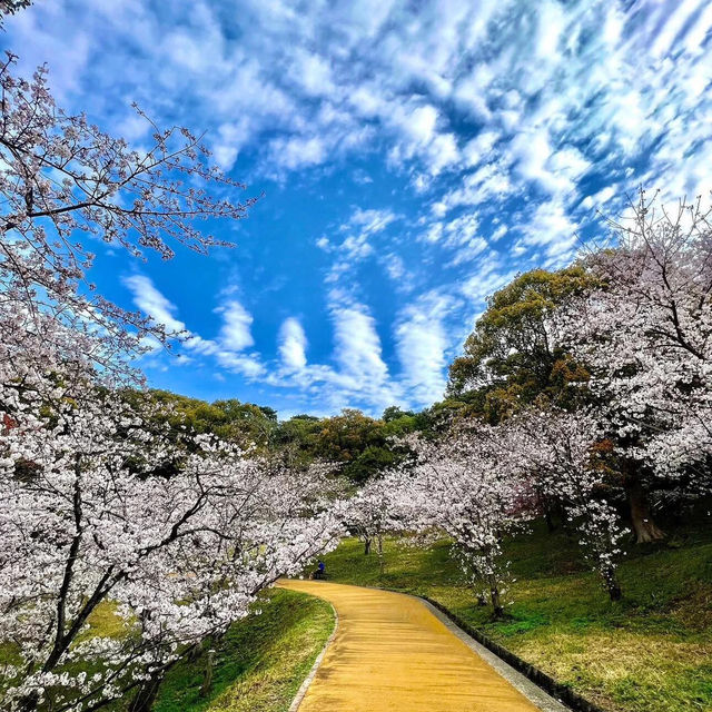 🌸2025福岡賞櫻攻略 | 本地人的私藏推介✨