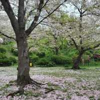 福岡限定 | 邂逅西公園的浪漫櫻花雨🌸