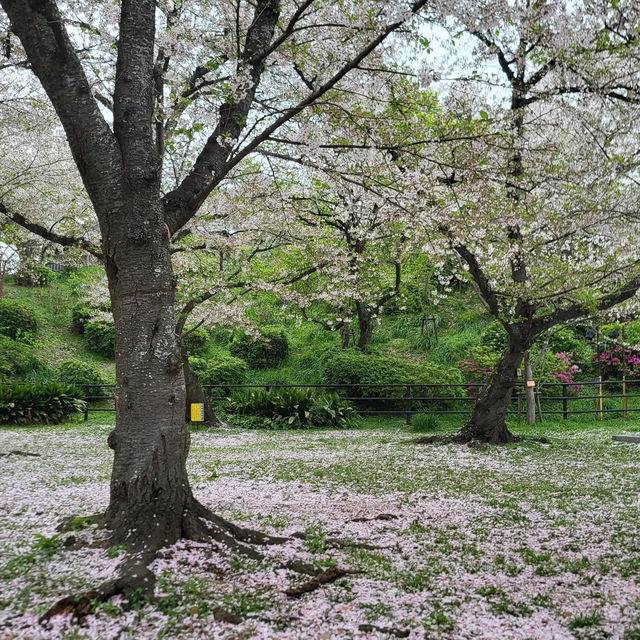 福岡限定 | 邂逅西公園的浪漫櫻花雨🌸