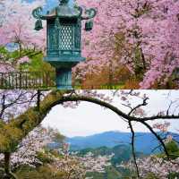 🌸大阪櫻花季私藏攻略｜承包整片花海！