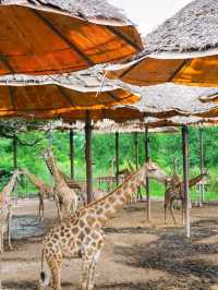 Safari World Bangkokis such an awesome world❤️🤍