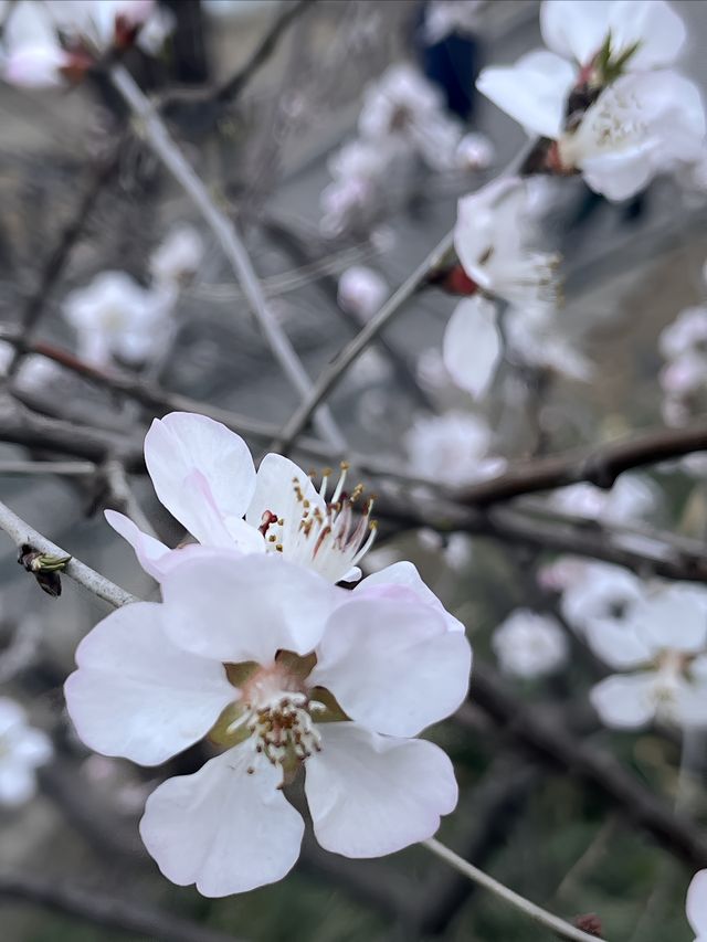 紫竹院賞山桃花～