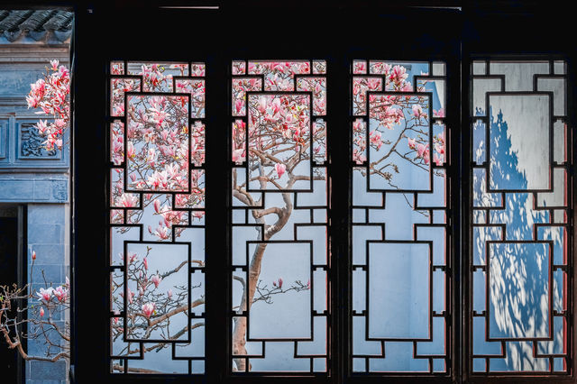 三月耦園打卡玉蘭花